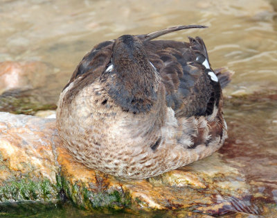 Duck, Harlequin (first year male) 10-28-2011