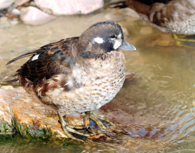 Duck, Harlequin (first year male) 10-28-2011