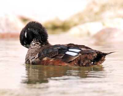 Harlequin Duck (First year male) 11-01-2011