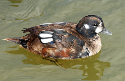 Ducks, Harlequin( 11-03-2011)