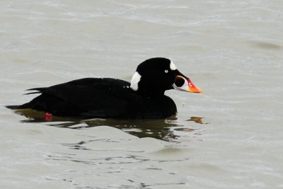 Scoter, Surf (male)