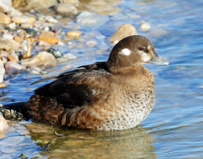 Duck, Harlequin  (11-12-2011)