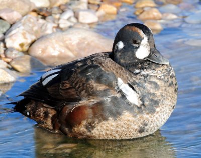 Duck, Harlequin  (11-12-2011)