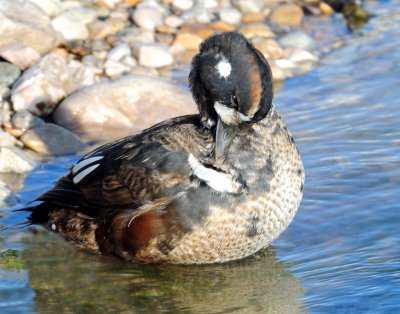 Duck, Harlequin  (11-12-2011)