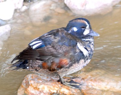 Duck, Harlequin  (11-12-2011)