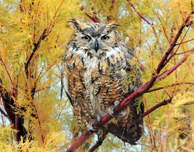 Owl, Great Horned (11-13-2011) Female