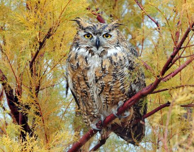 Owl, Great Horned