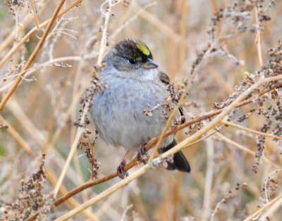 Sparrow, Golden-crowned