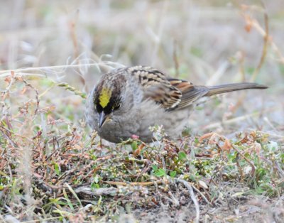 Sparrow, Golden-crowned