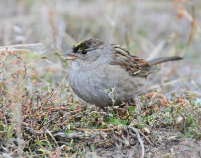 Sparrow, Golden-crowned