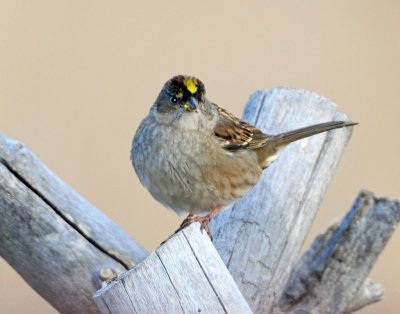 Sparrow, Golden-crowned