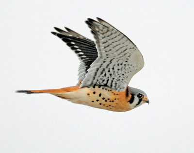 Kestrel, American