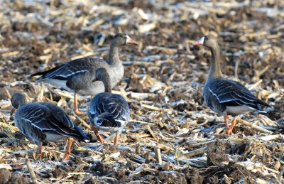 Geese, Greater White-fronted