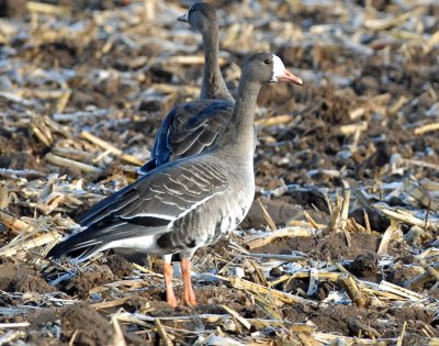 Geese, Greater White-fronted