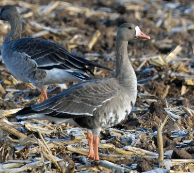 Geese, Greater White-fronted