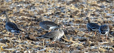 Geese, Greater White-fronted