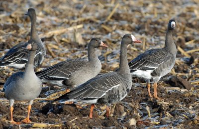 Geese, Greater White-fronted