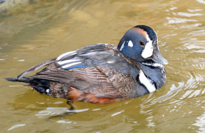 Ducks, Harlequin--1st year male and female's (11-25-2011)