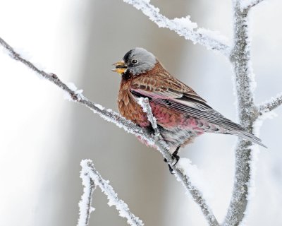 Rosy Finch, Gray-crowned