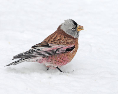 Rosy Finch, Gray-crowned