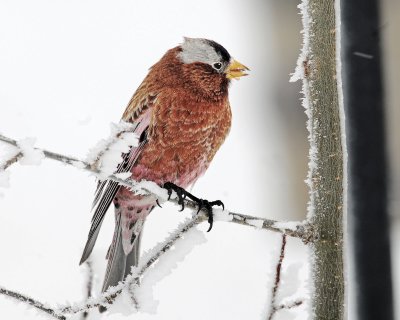 Rosy Finch, Gray-crowned