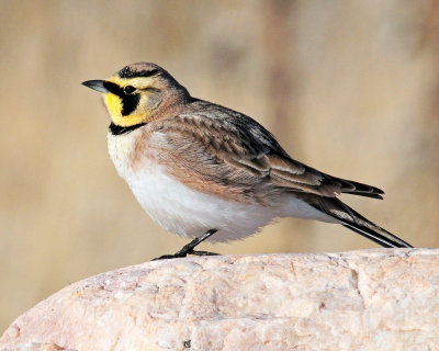 Lark, Horned (2-5-2012)