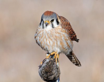 Kestrel, American