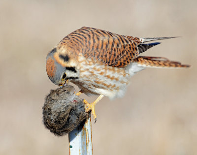 Kestrel, American