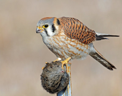 Kestrel, American