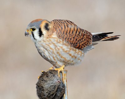 Kestrel, American