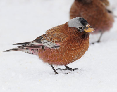 Rosy-Finch, Gray-crowned