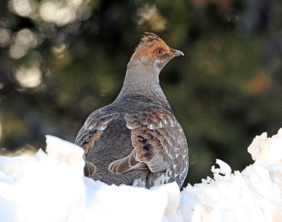 Grouse, Dusky