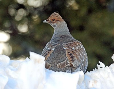 Grouse, Dusky