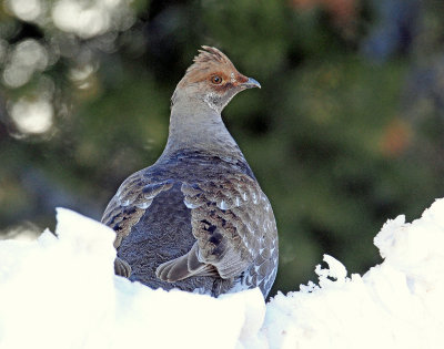 Grouse, Dusky