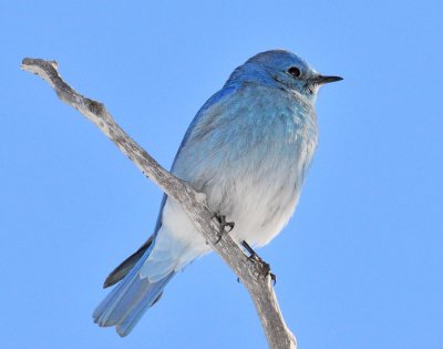 Mountain Bluebird