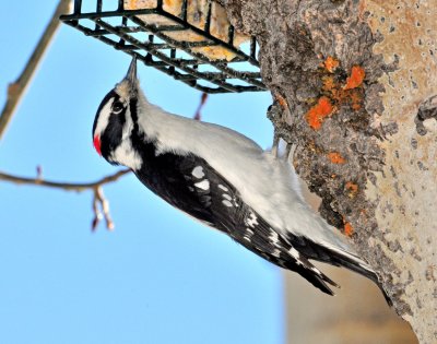 Downy Woodpecker