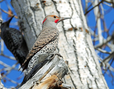 Flicker, Northern--Hybrid (Red Shaft X Yellow Shaft)