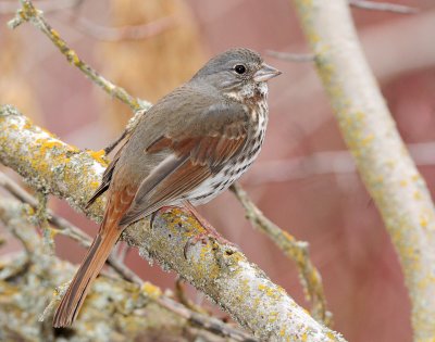 Sparrow's, Fox