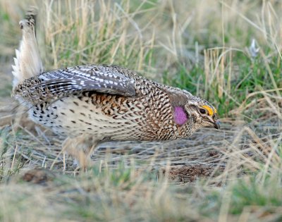 Grouse, Sharp-tailed