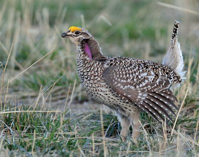 Grouse, Sharp-tailed