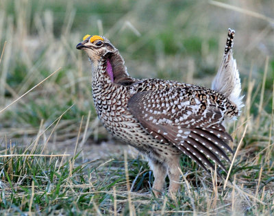 Grouse, Sharp-tailed