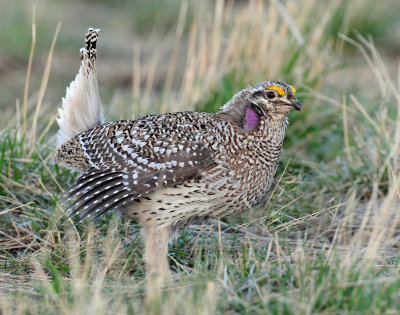 Grouse, Sharp-tailed