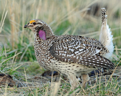 Grouse, Sharp-tailed