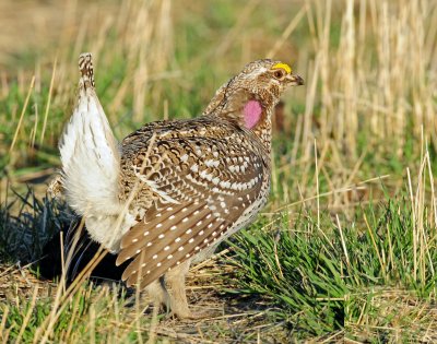 Grouse, Sharp-tailed