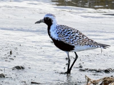 Plover, Black-bellied