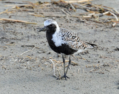 Plover, Black-bellied