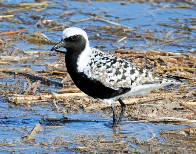 Plover, Black-bellied