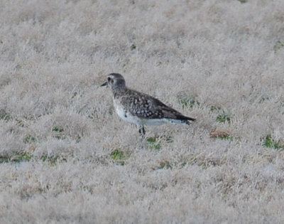 Plover, Black-bellied (non-breeding plumage)