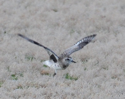 Plover Black-bellied D-031.jpg