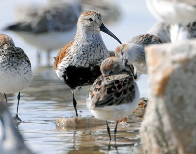 Dunlin